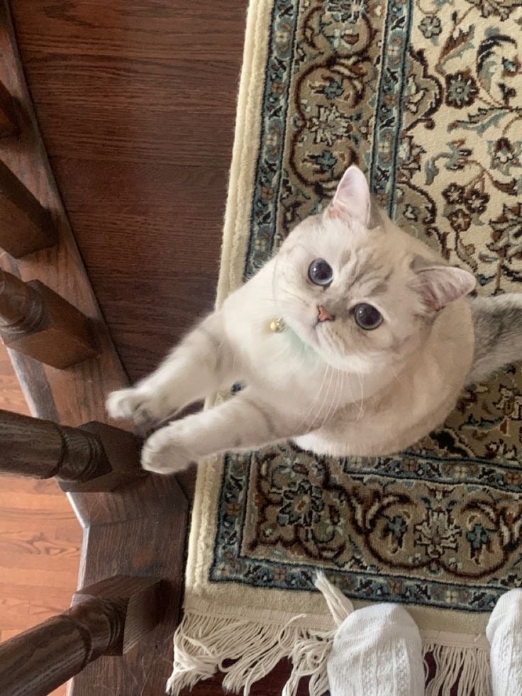 شيماء الزهراني