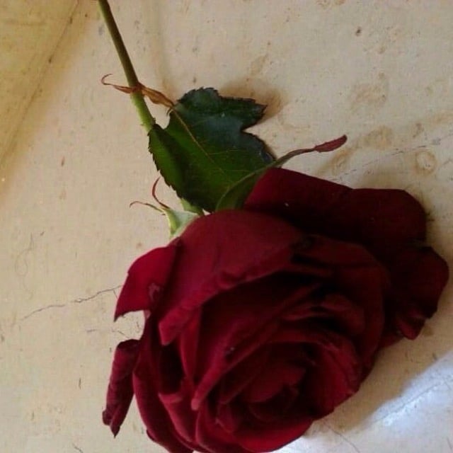 محمد الحربي