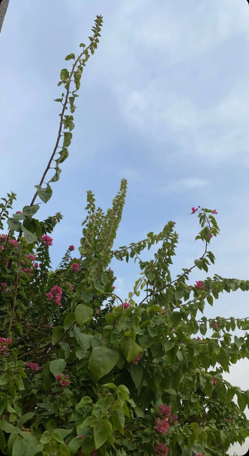 خلود المطيري