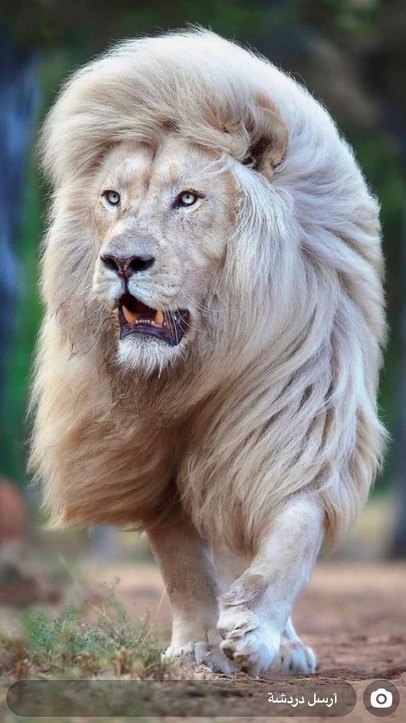 يارا الحربي