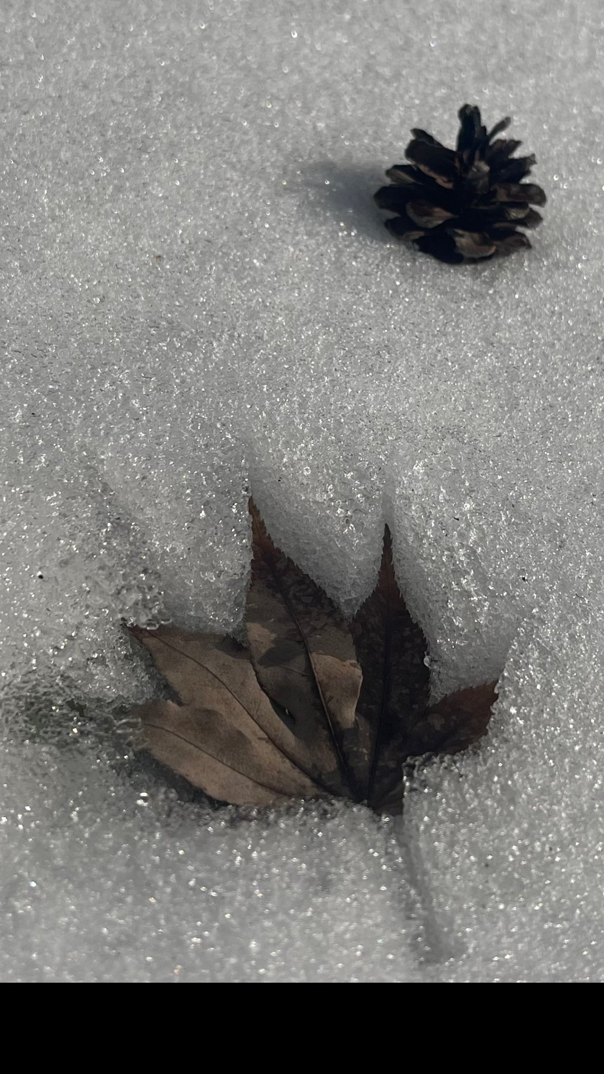 عبد الرحمن جاري