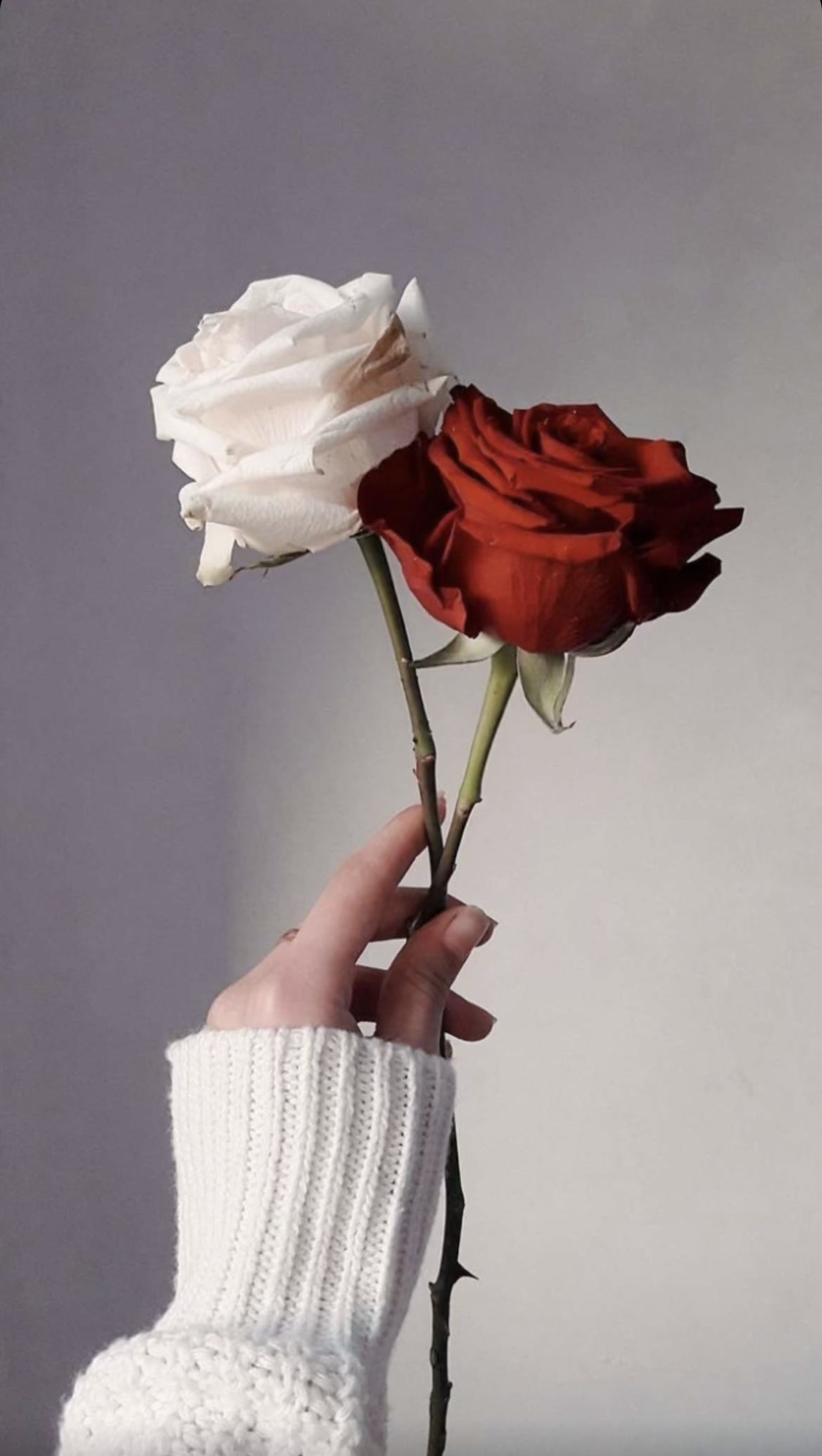 عائشه الحارثي