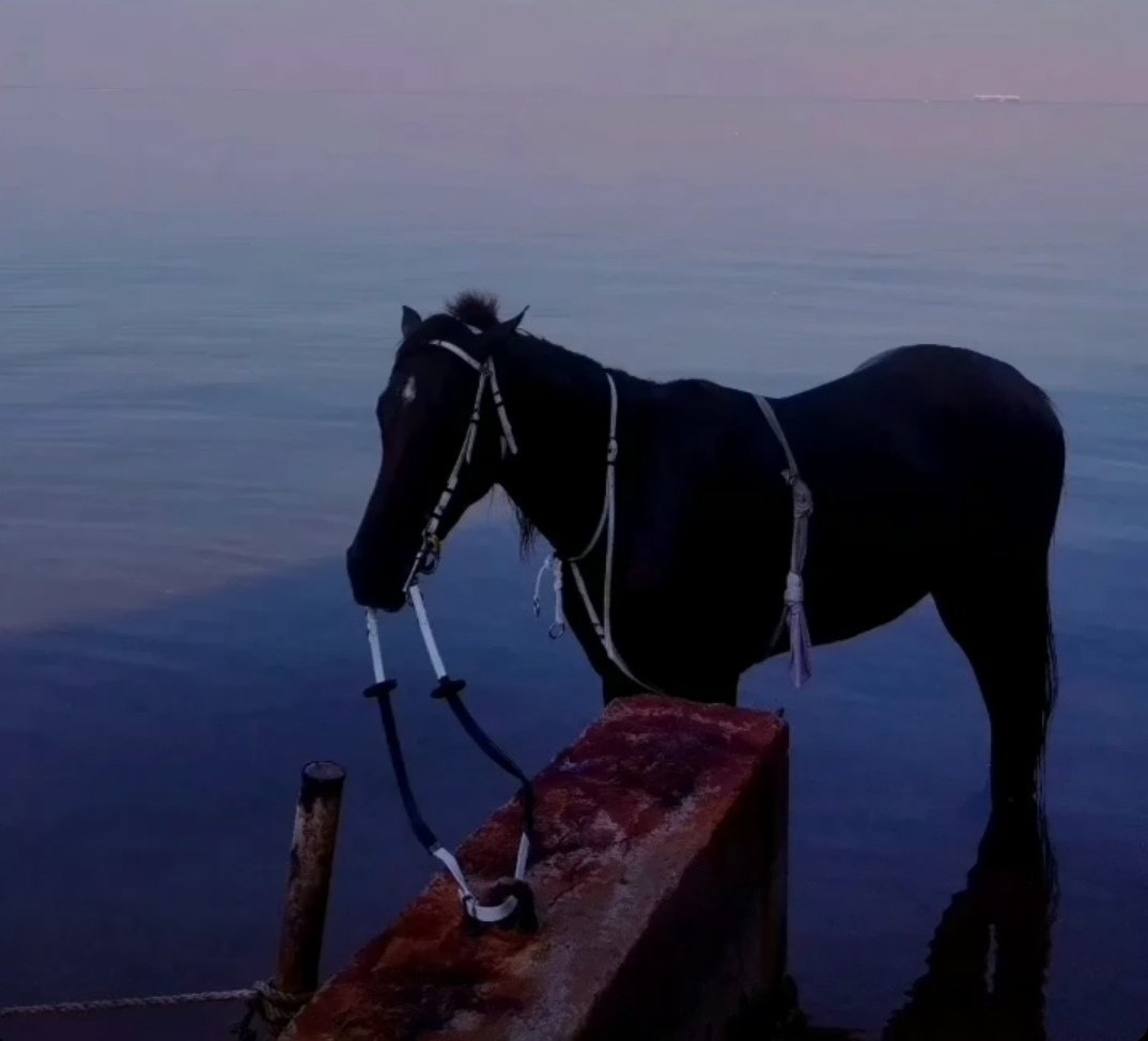 ساره الحويطي