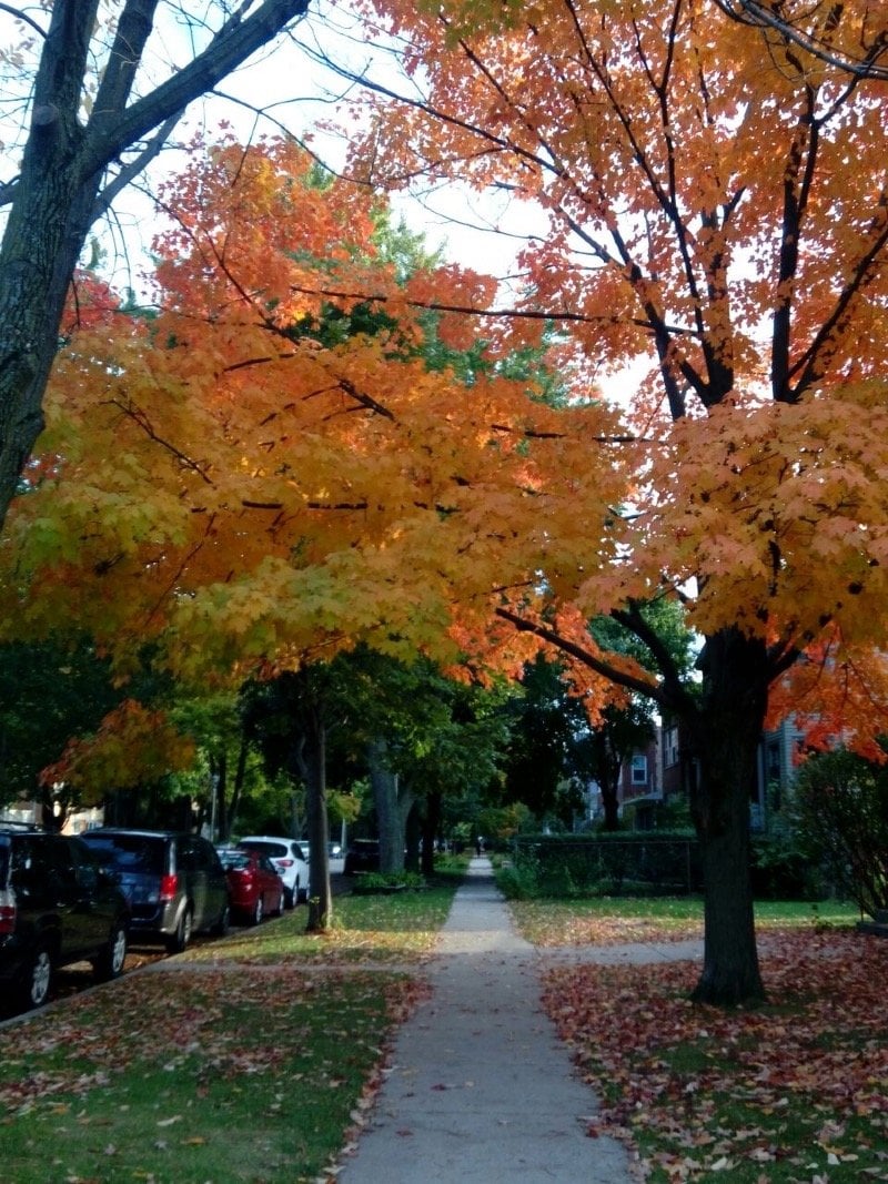 طيبه الاصالة