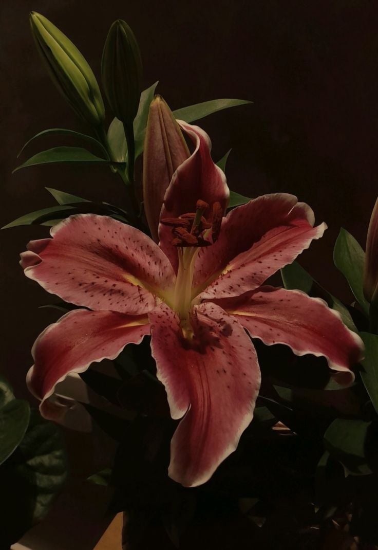 شهد الحارثي