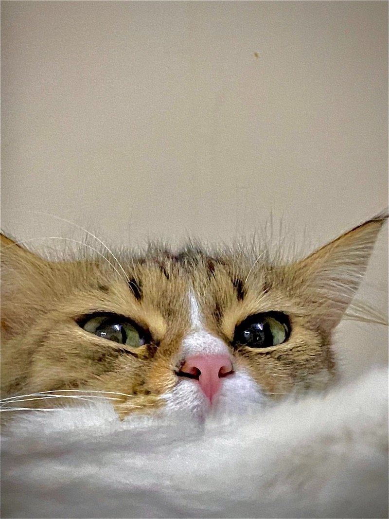ساره 