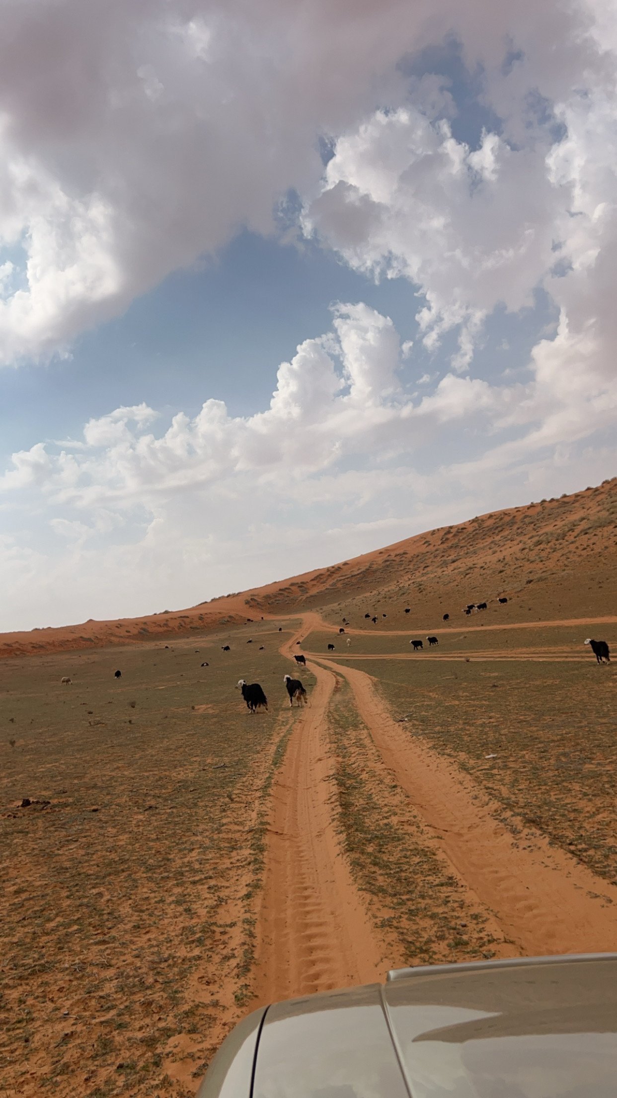 وليد اليعيش