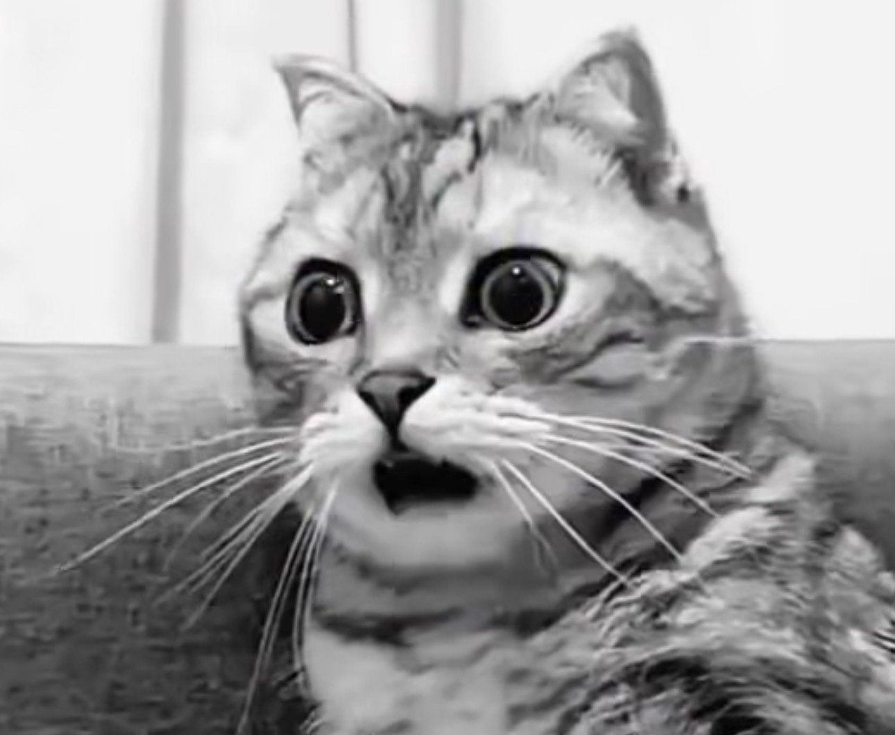 سعد الشاهين