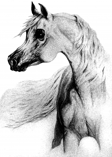 خيل (1) شاشة حريرية