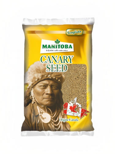 بذور كناري ساده من مانيتوبا MANITOBA (( تعبئة بالو...