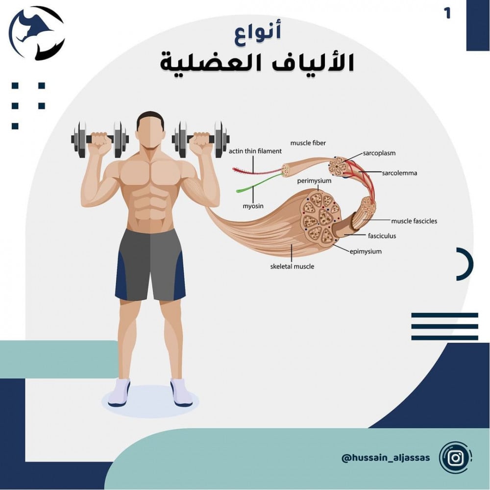 أنواع الألياف العضلية