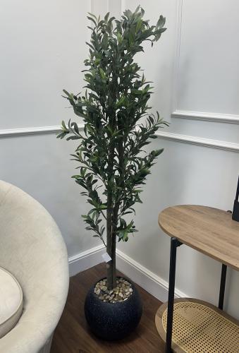 شجرة الزيتون