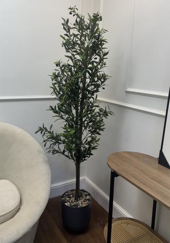 شجرة الزيتون