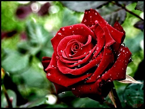 مـ♥̨̥̬̩تـ♥̨̥̬̩جـ♥̨̥̬̩ر آإلريحـ♥̨̥̬̩آإني