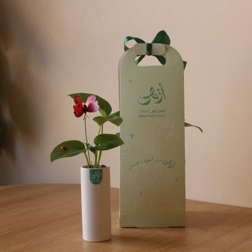 بوتس