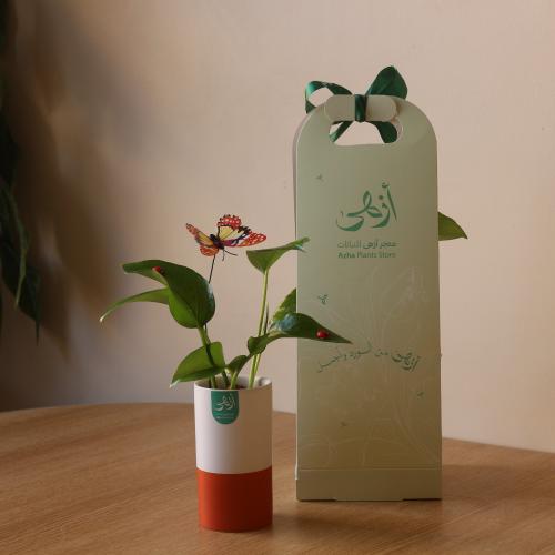 بوتس