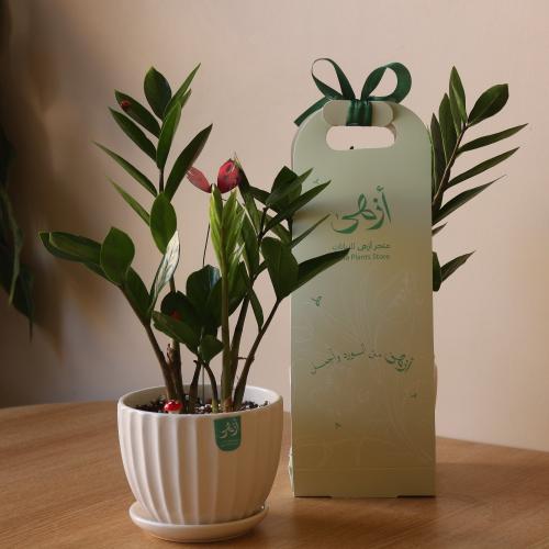 نبتة الزاميا