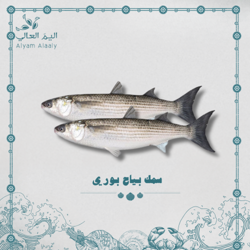 سمك بياح بوري ( عماني) - Buri
