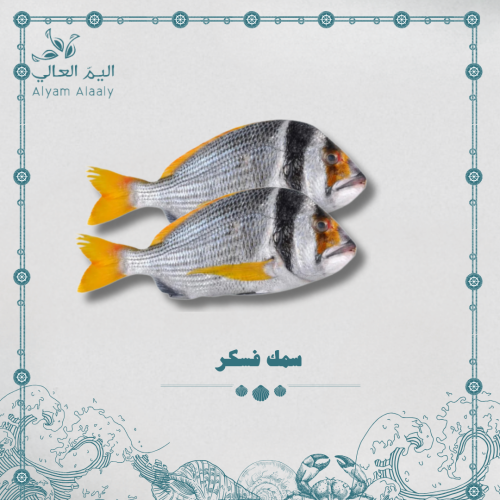 سمك فسكر وسط - Faskar