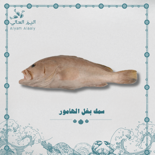 سمك بغل الهامور - Baghl