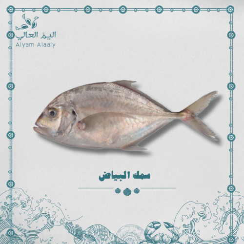 سمك البياض - Bayad