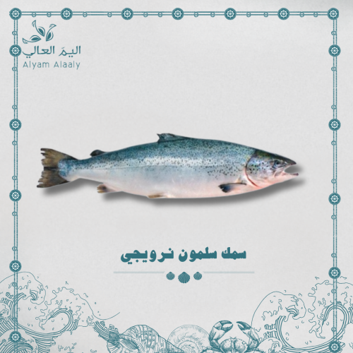 سلمون نرويجي كبير - Salmon