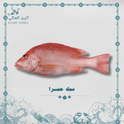 سمك حمرا - Hamara