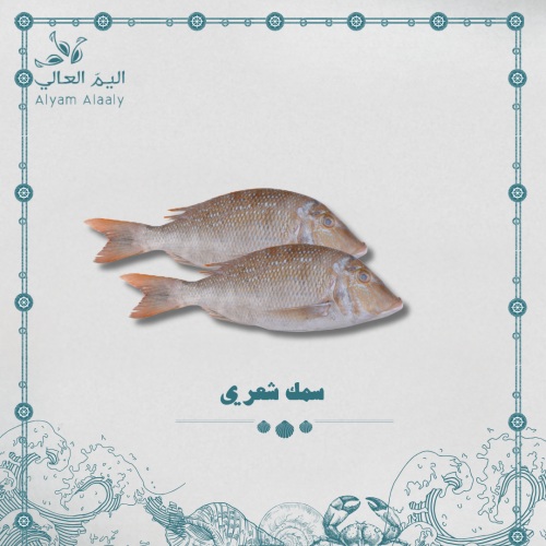 سمك شعري وسط - Shieri