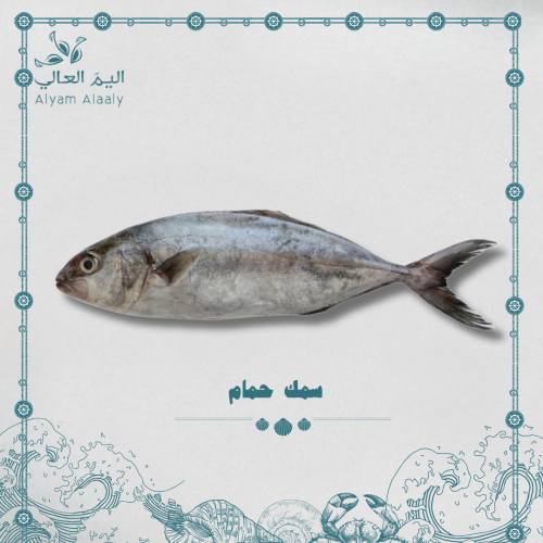 سمك حمام عربي - Hamaam