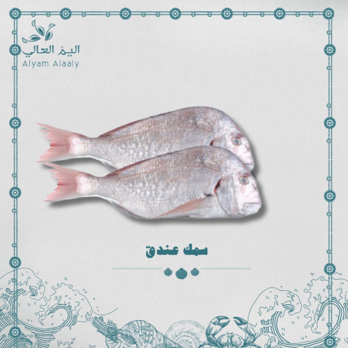 سمك عندق وسط - Einduq