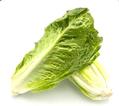 خس طازج حبة