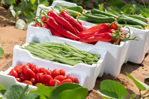 Multi-use Fruit box (.50grams)