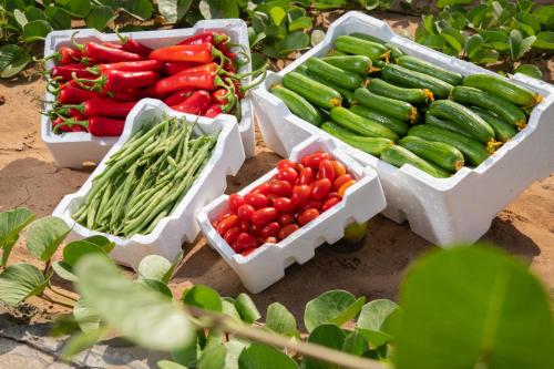 Multi-use fruit box (7Kg)