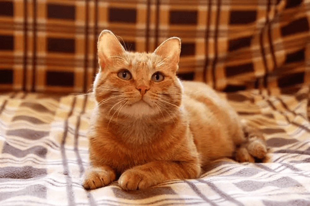 أشهر سلالات القطط حول العالم