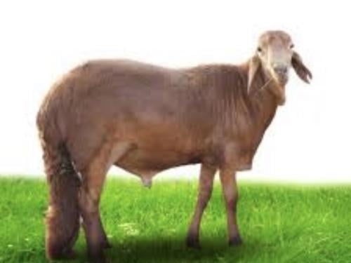 سواكني جذع