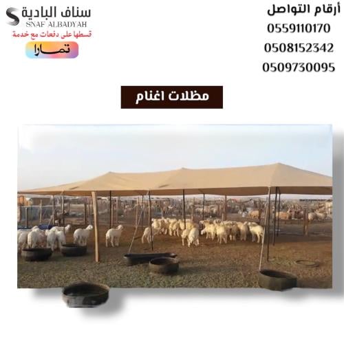 مظلة أغنام