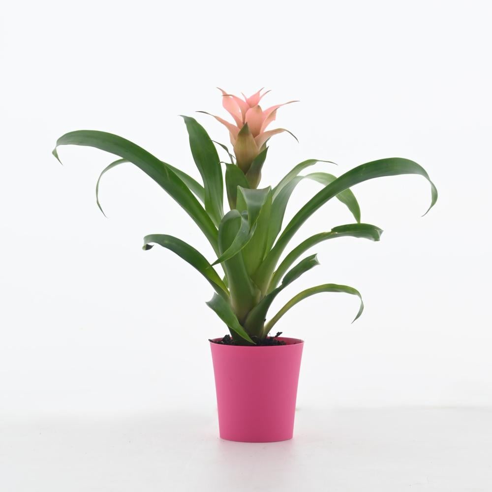 Guzmania - Albourigarden