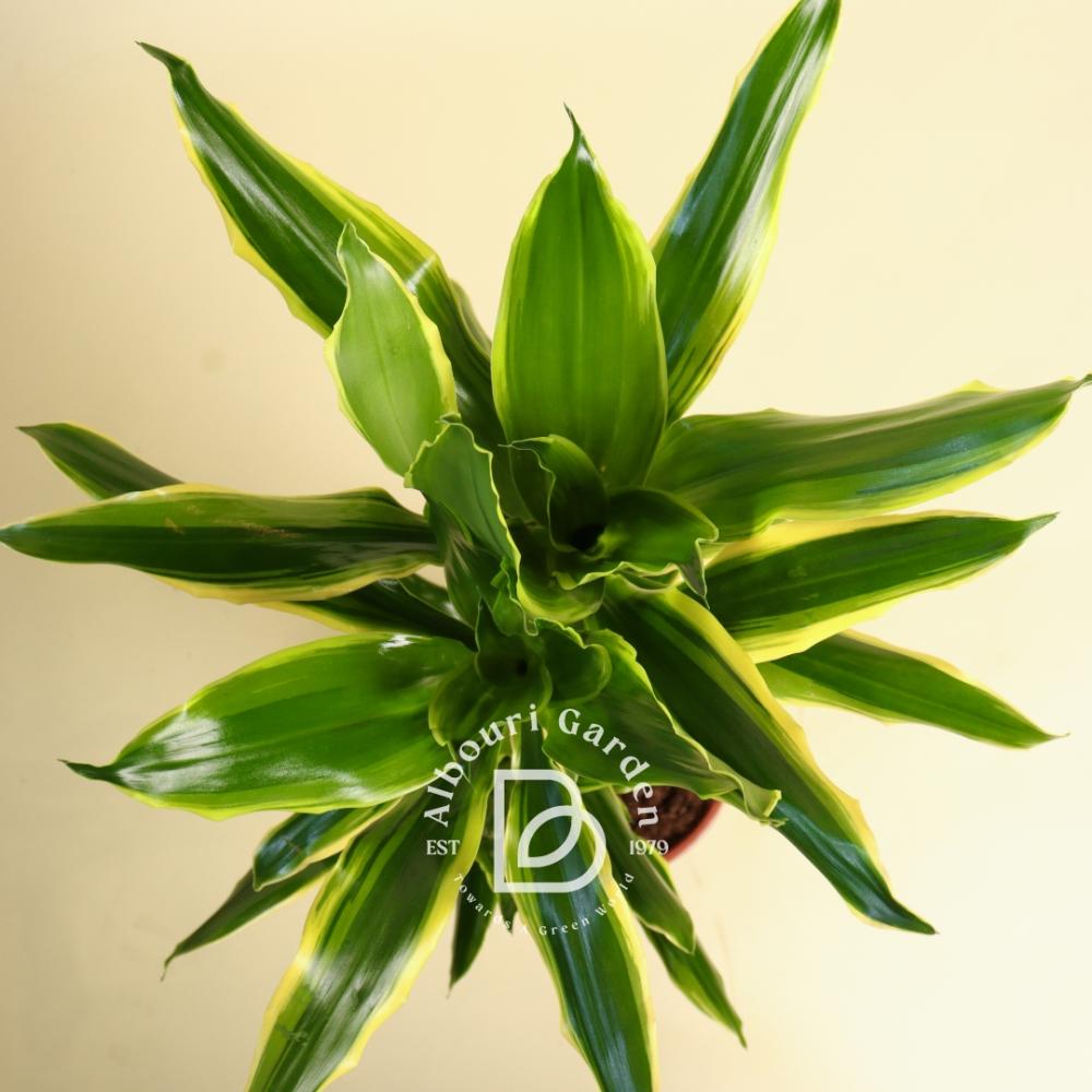 dracena drachenbaum Drachenbaum 'Lemon Lime' | kaufen