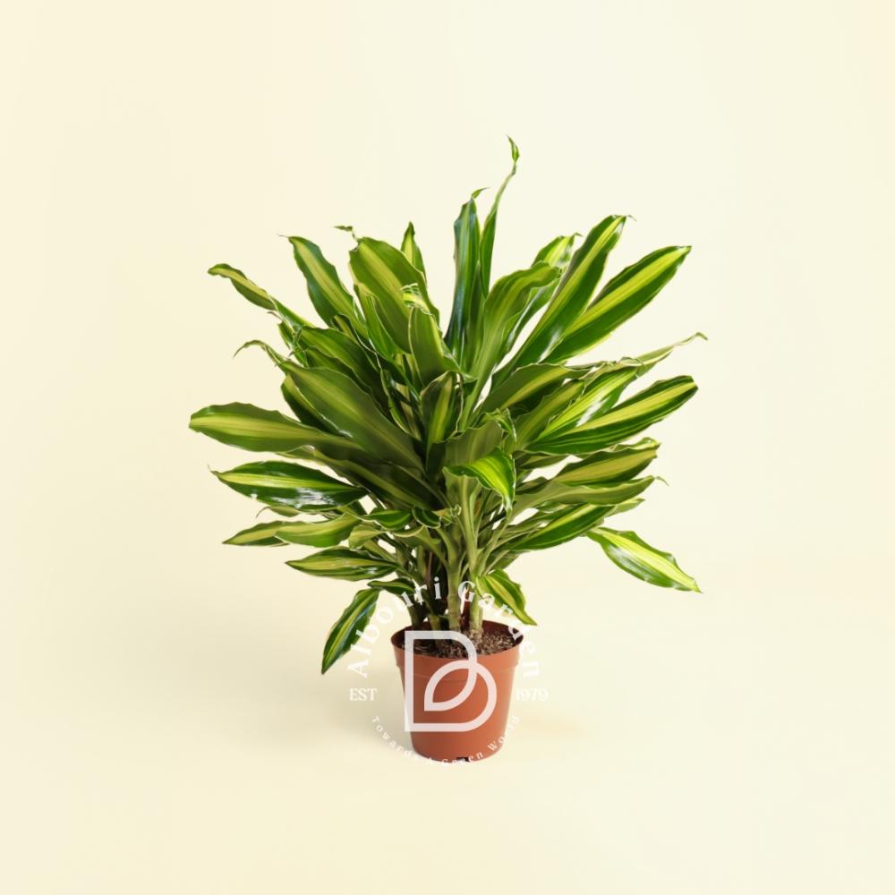 Dracaena Fragrans 'Massangeana' - Albourigarden