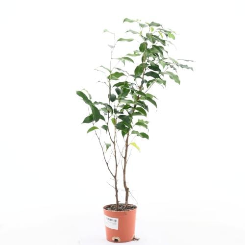 نبات الغار الهندي (فيكوس ميكروكاربا)