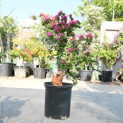 الجهنمية ‘بونساي’ (الجهنمية جلابرا)