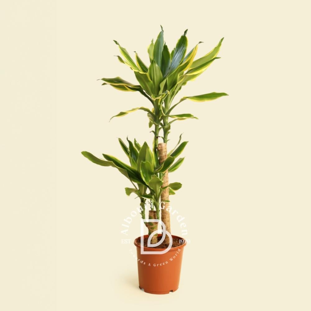 Dracaena 'Golden Coast' - Albourigarden
