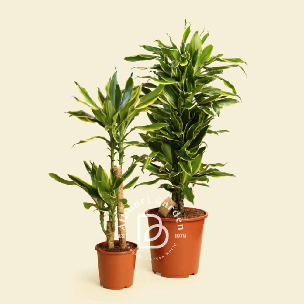 Dracaena 'Golden Coast' - Albourigarden
