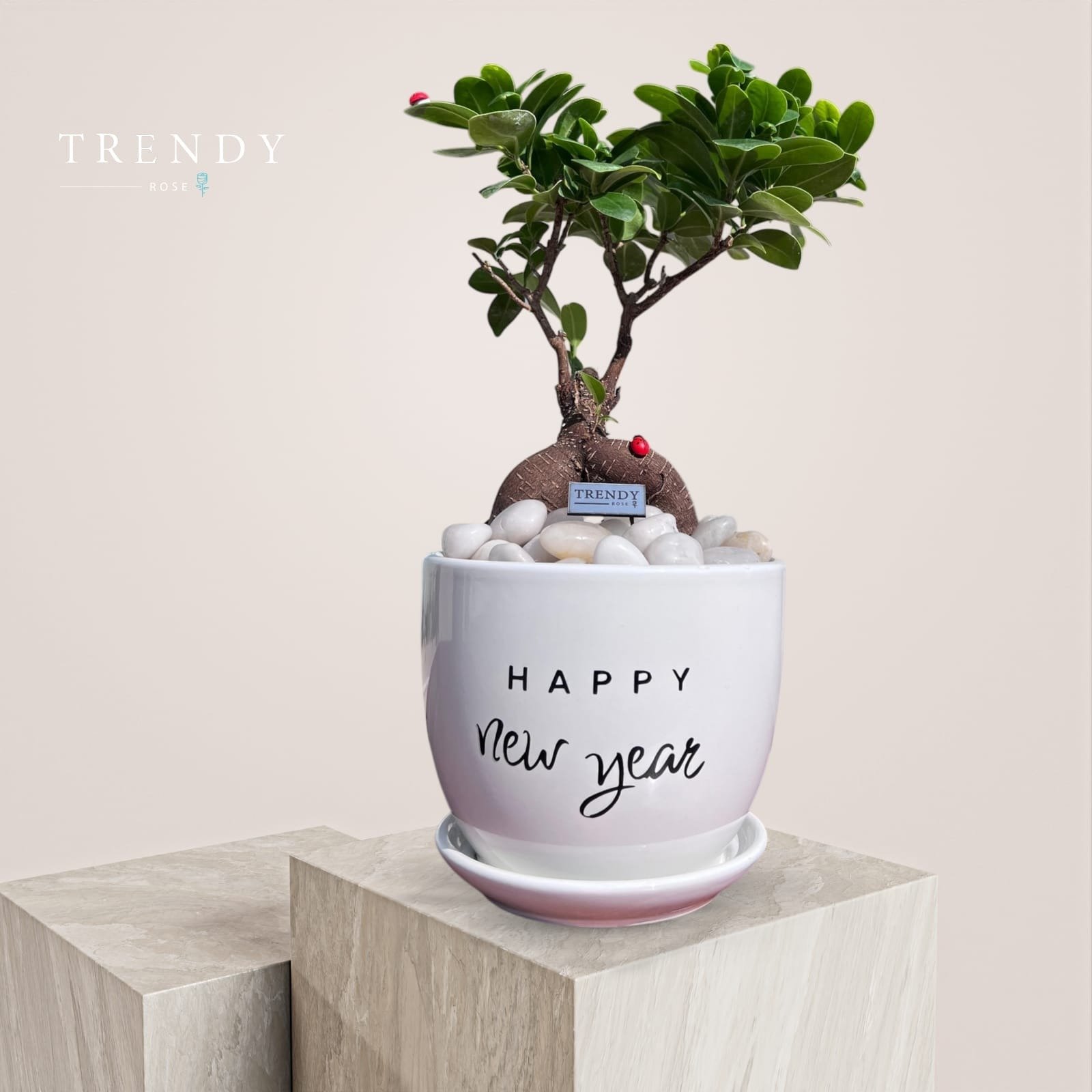 فازة نبات هدية