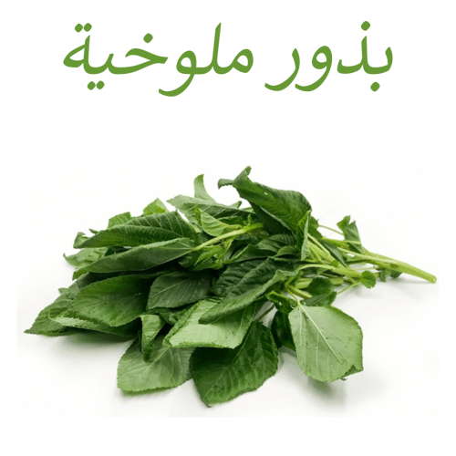 بذور ملوخية