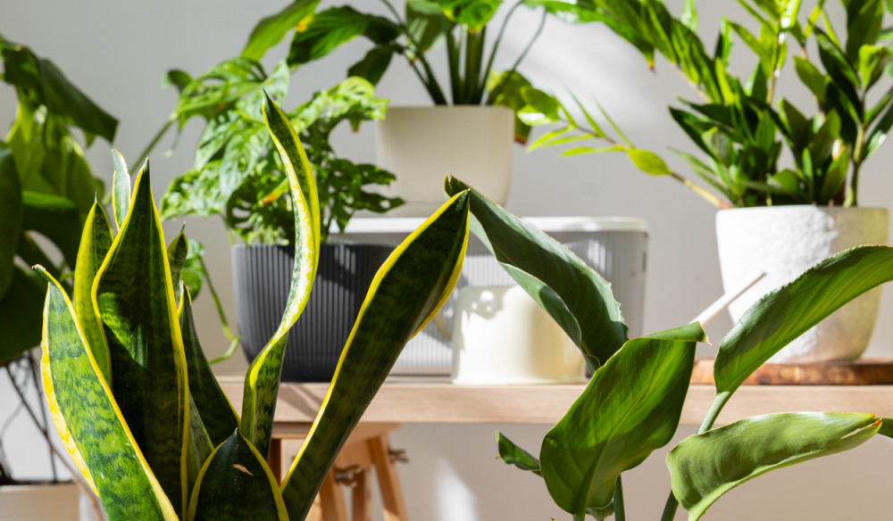 فائدة النباتات المنزلية على صحتنا وكيفية العناية بها!