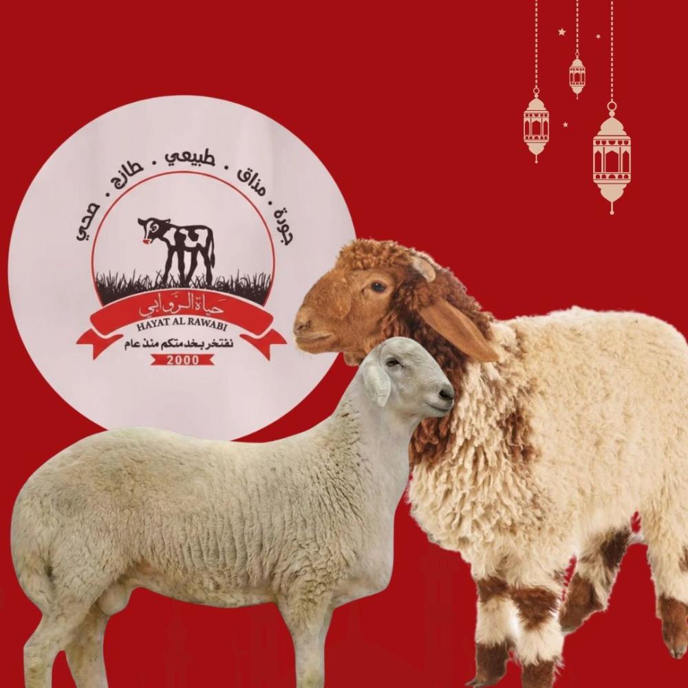 دليل أنواع الغنم البلدي: الفرق بين النعيمي والحري وكيف تختار ذبيحتك؟