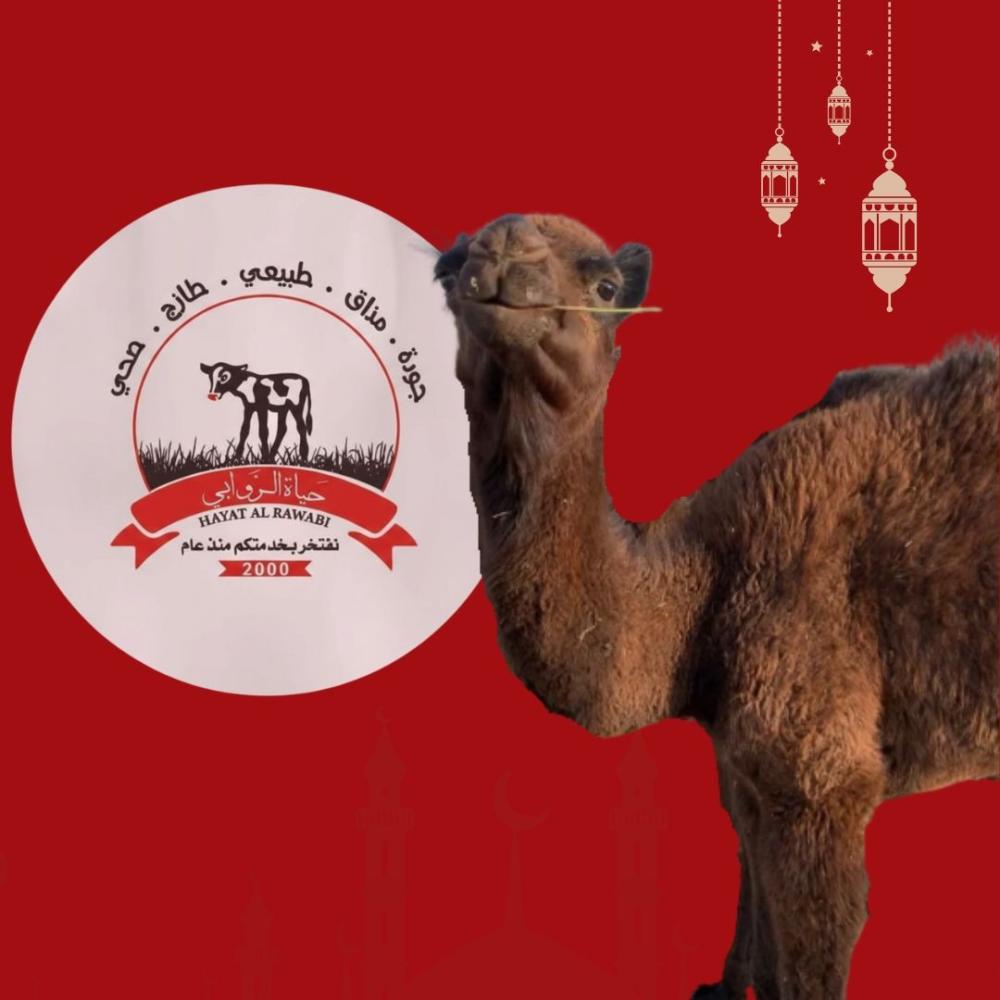 سر طراوة " الحاشي البلدي والحوار ": لماذا يثق بنا خبراء الكبسة في الشرقية؟