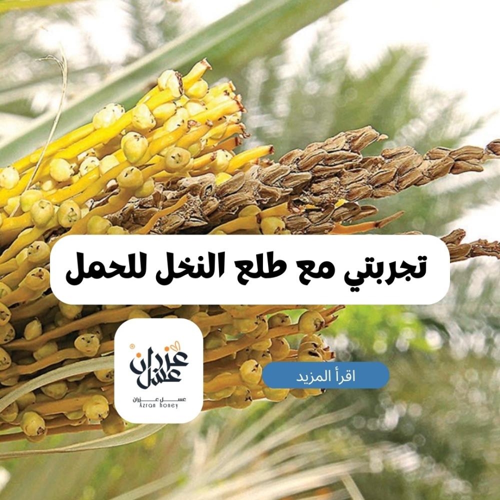 تجربتي مع طلع النخل للحمل