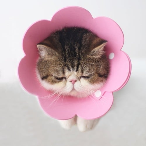 طوق طبي قماش شكل وردة